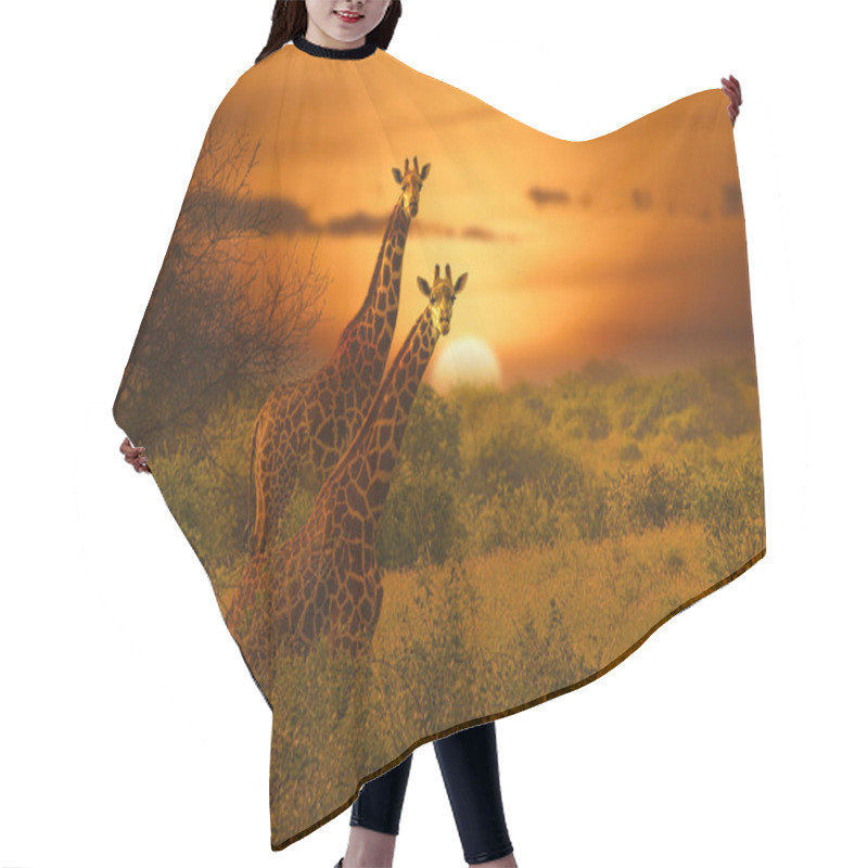 Personality  Giraffes And Sunset In Tsavo East And Tsavo West National Park In Kenya Hair Cutting Cape