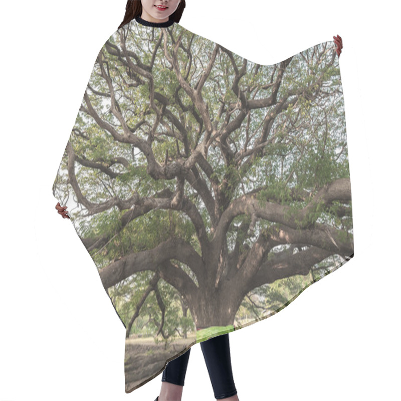 Personality  Giant Tree Hair Cutting Cape