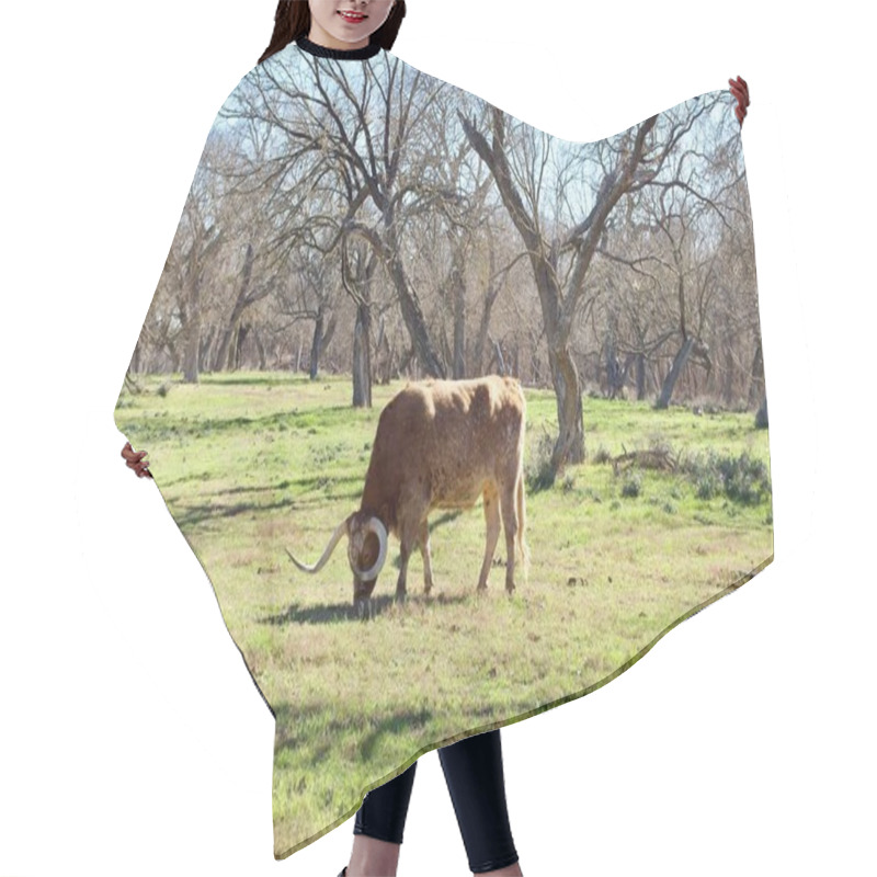 Personality  Texas Longhorn Named Biscuits And Gravy At Lyndon B. Johnson State Park And Historic Site And The Sauer-Beckmann Farmstead, A Living History Farm In Stonewall, Texas. Hair Cutting Cape