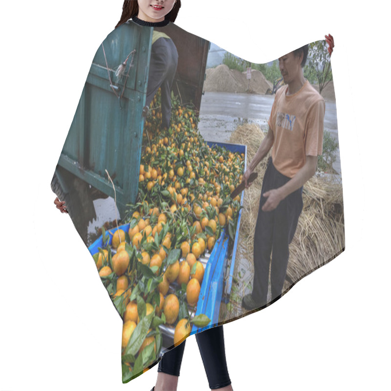 Personality  Chinese Farmers Unload Truck With Harvest Of Fresh Ripe Oranges. Hair Cutting Cape