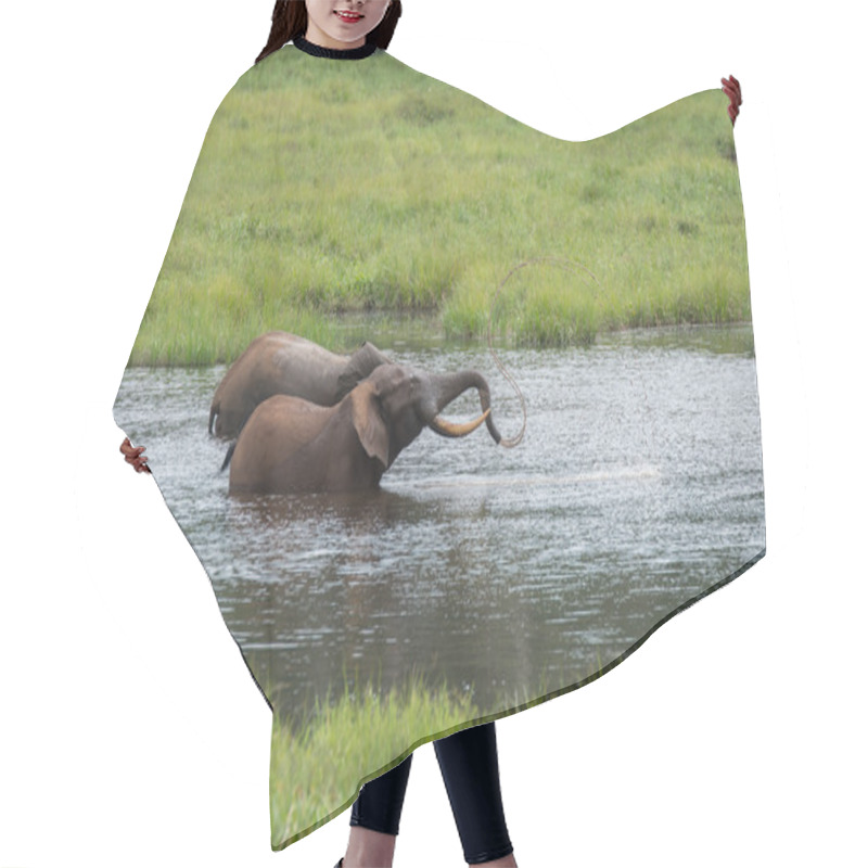 Personality  Two Amicable Elephant Playing In The Water (Republic Of The Congo) Hair Cutting Cape