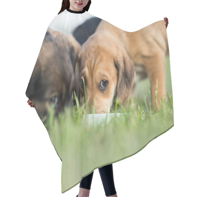 Personality  Little Dog On The Grass Hair Cutting Cape