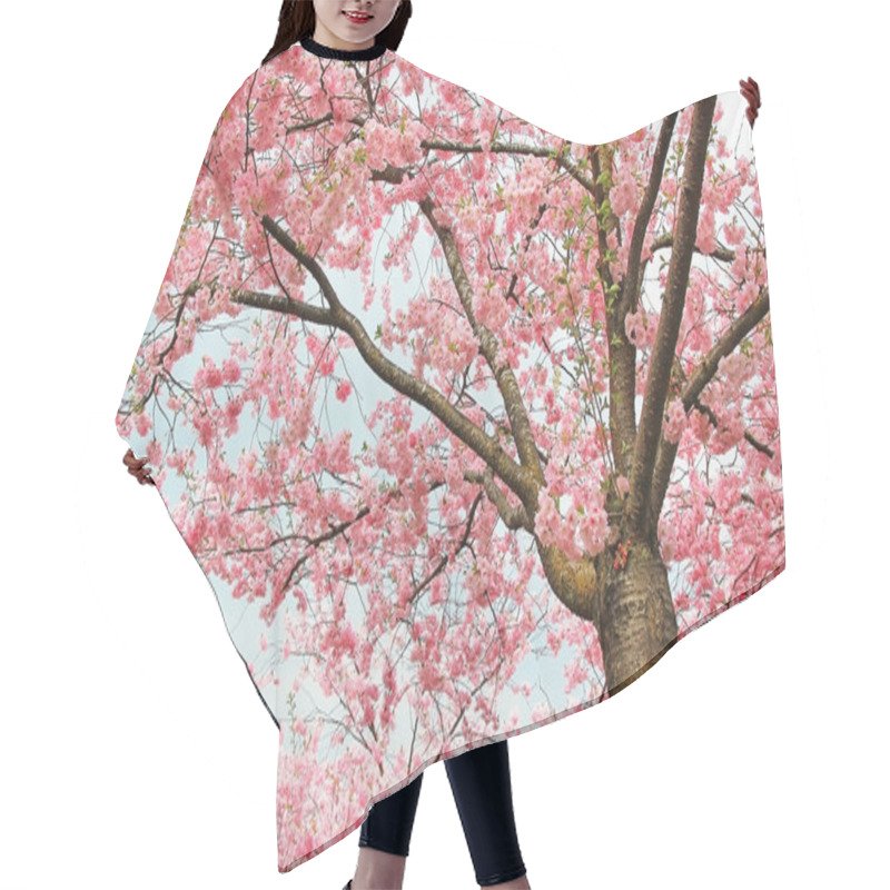 Personality  Blooming Cherry Tree At Springtime Hair Cutting Cape