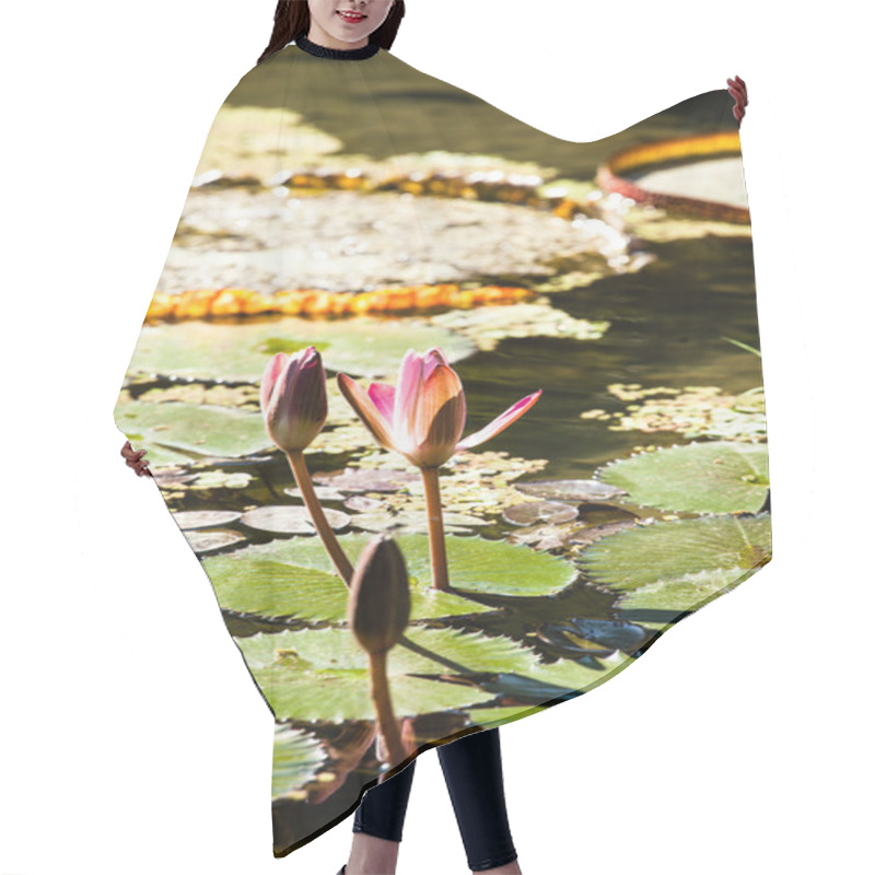 Personality  Victoria Regia, The World's Largest Leaves, Of Amazonian Water Lilies Hair Cutting Cape