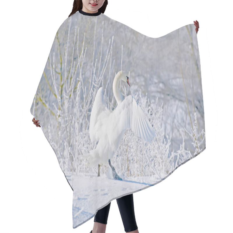 Personality  The White Swan Dances In The Snow. Hair Cutting Cape