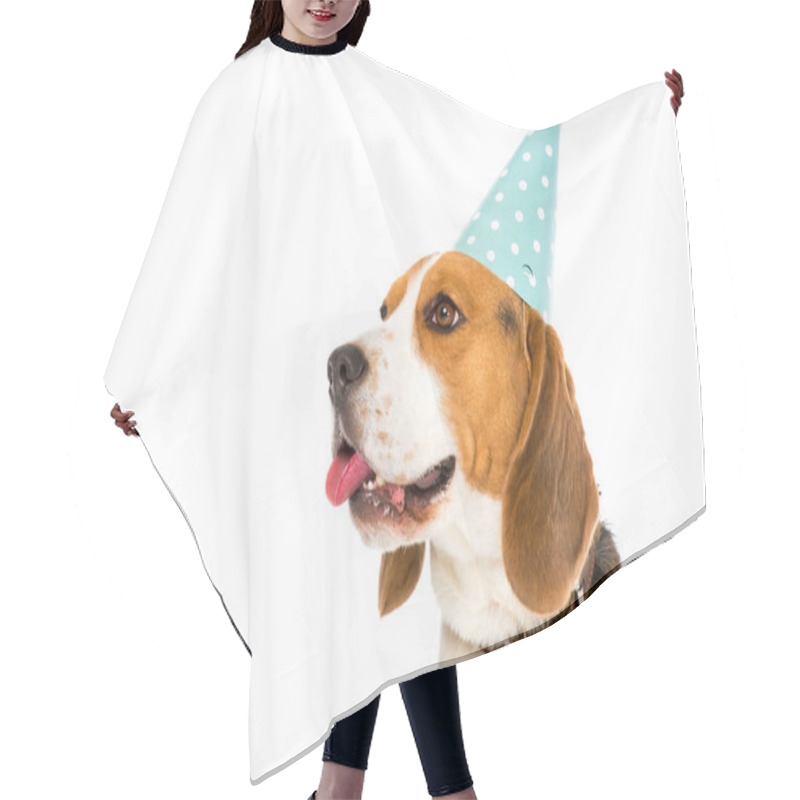 Personality  Side View Of Beagle Dog In Party Cone Sticking Tongue Out Isolated On White Hair Cutting Cape