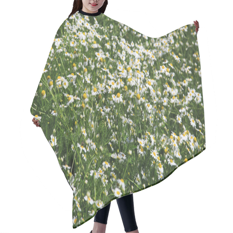 Personality  Camomile Hair Cutting Cape