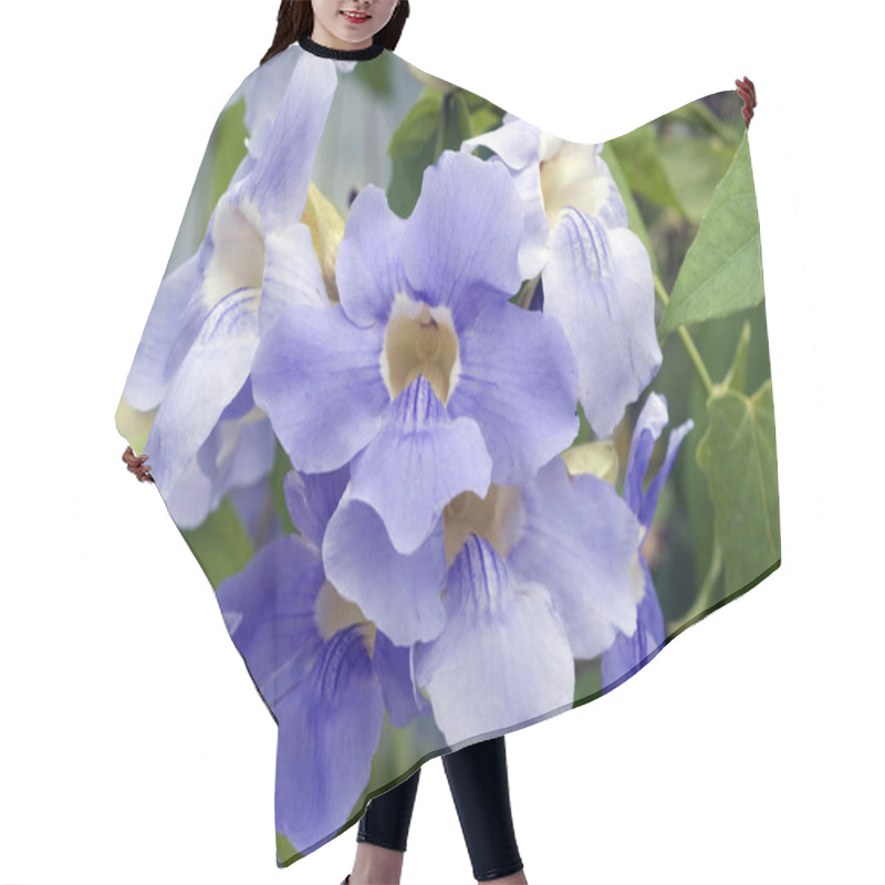 Personality  Thunbergia Grandiflora, Himmelsblume Hair Cutting Cape