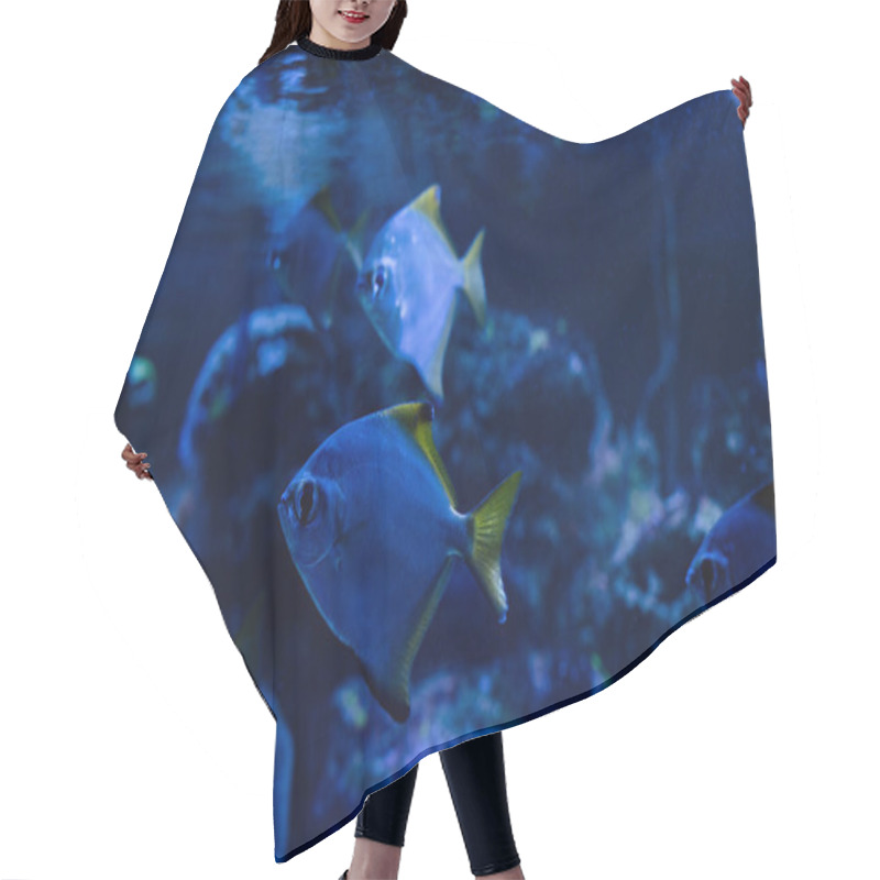 Personality  Fishes Swimming Under Water In Dark Aquarium With Blue Lighting Hair Cutting Cape