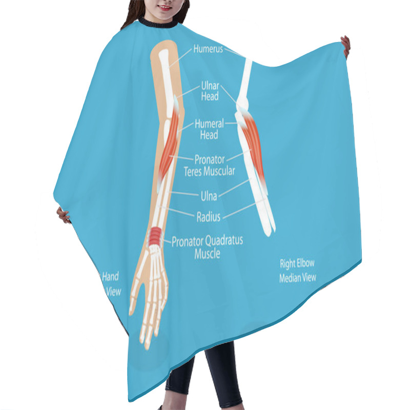 Personality  3D Isometric Flat Vector Conceptual Illustration Of Pronator Teres Muscle, Educational Diagram Hair Cutting Cape