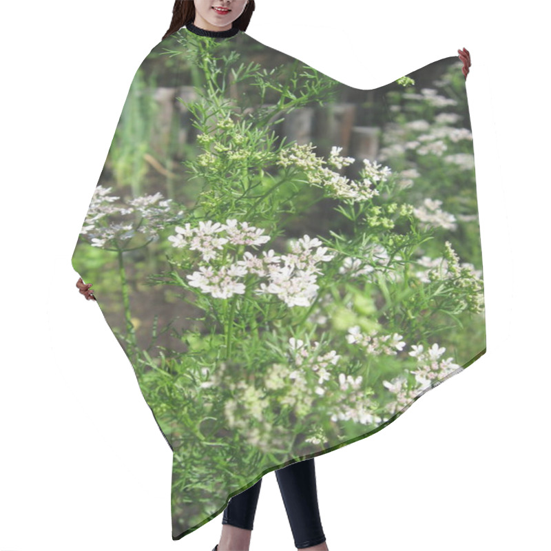 Personality  Cilantro Plants With Delicate White Flowers Thrive Under Sunlight In A Garden Setting. Green Foliage Surrounds The Flowering Plants, Creating A Lively Atmosphere In A Natural Environment. Hair Cutting Cape