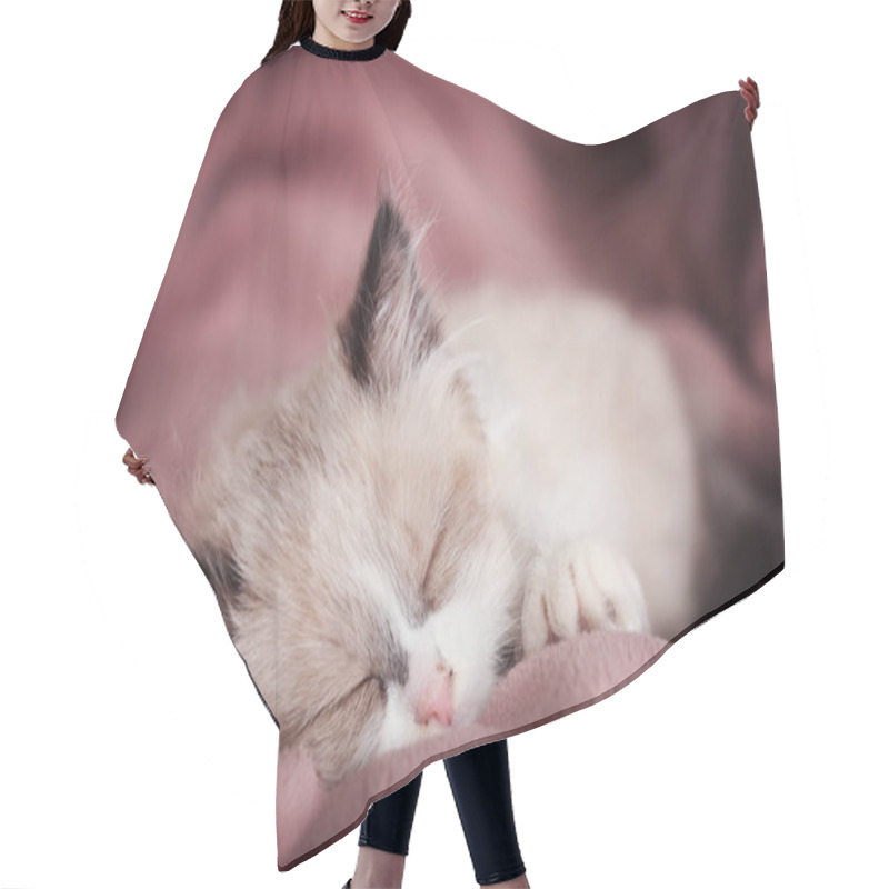 Personality  Cute Kitten At Home Hair Cutting Cape