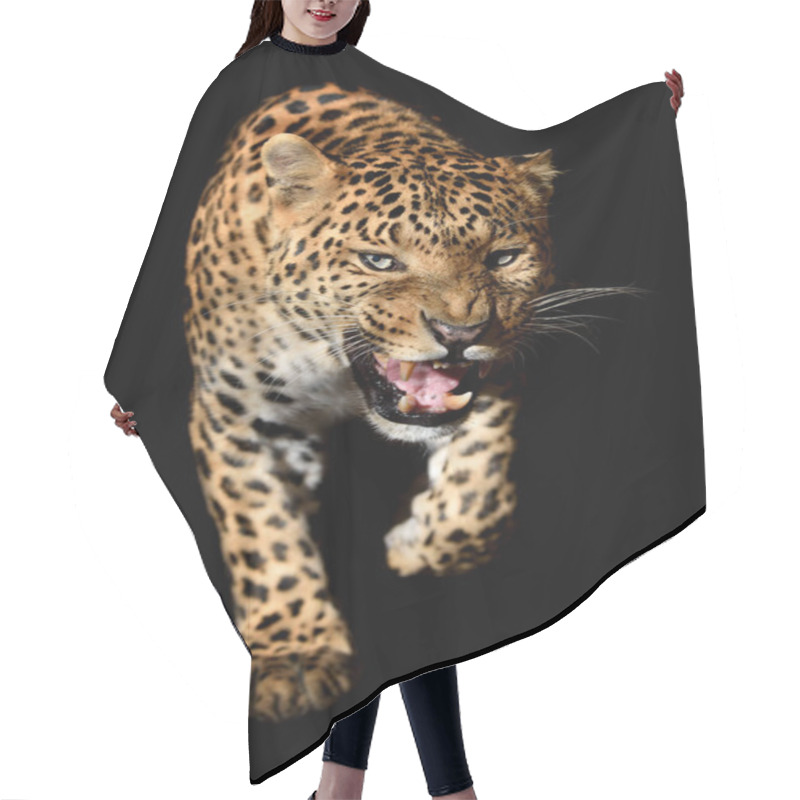 Personality  Close Up Beautiful Angry Big Leopard Isolated On Black Background Hair Cutting Cape