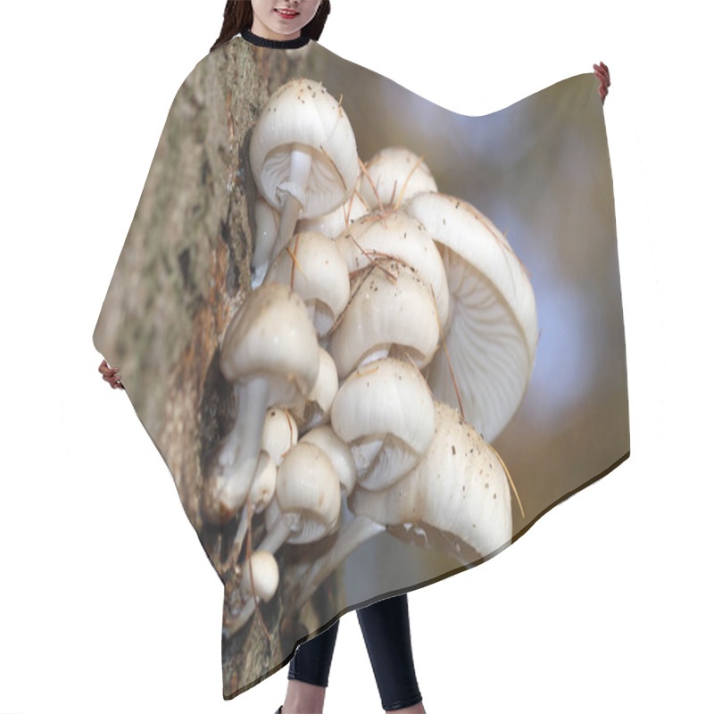 Personality  Macro Photo Of Mushroom Hair Cutting Cape