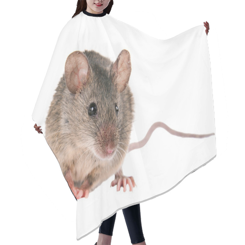 Personality  Field Mouse. Isolated. Striped Field Mouse Hair Cutting Cape