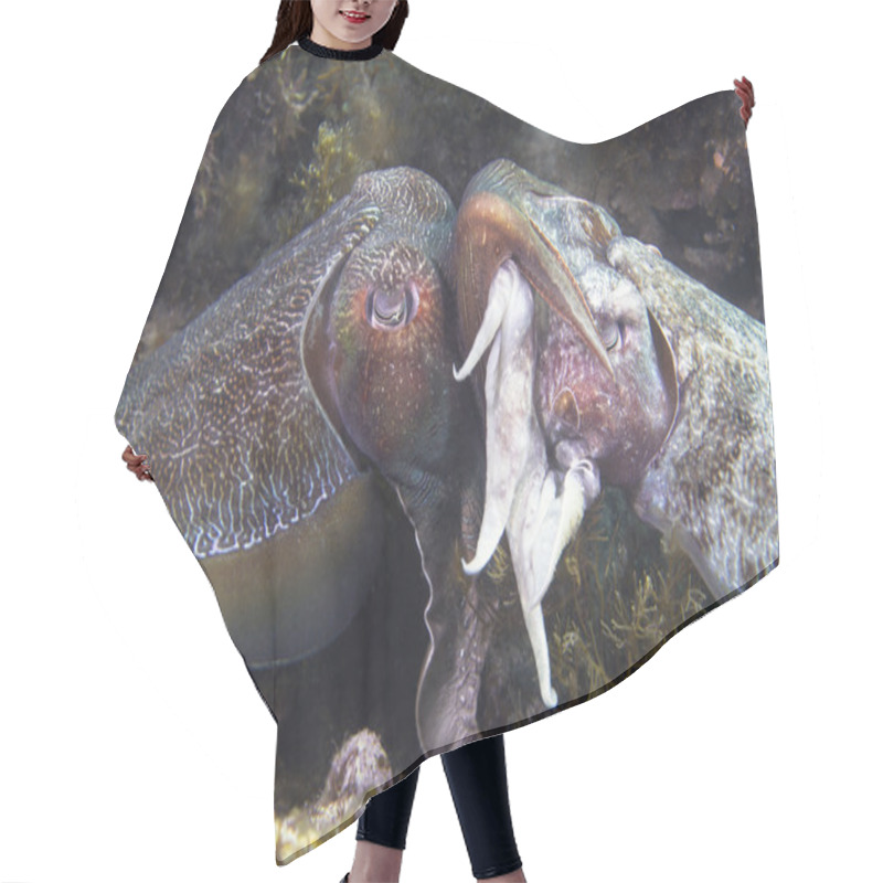 Personality  Giant Cuttlefish Mating Hair Cutting Cape