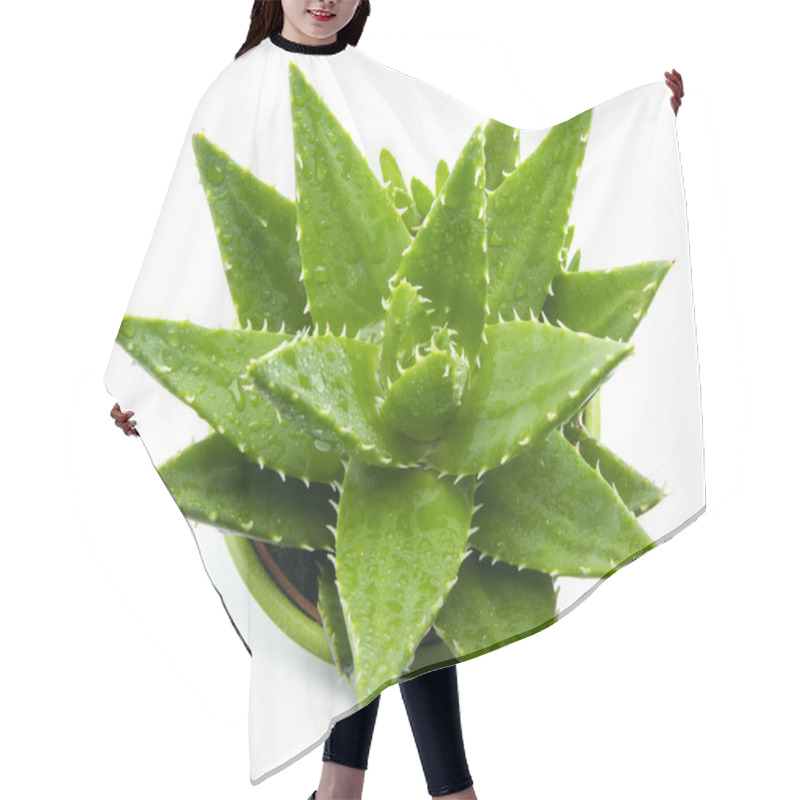 Personality  Aloe Vera Hair Cutting Cape