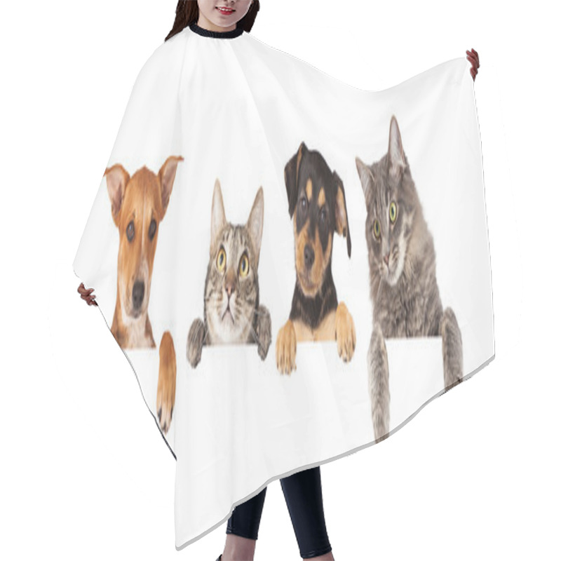 Personality  Cats And Dogs Hanging Paws Over White Banner Hair Cutting Cape