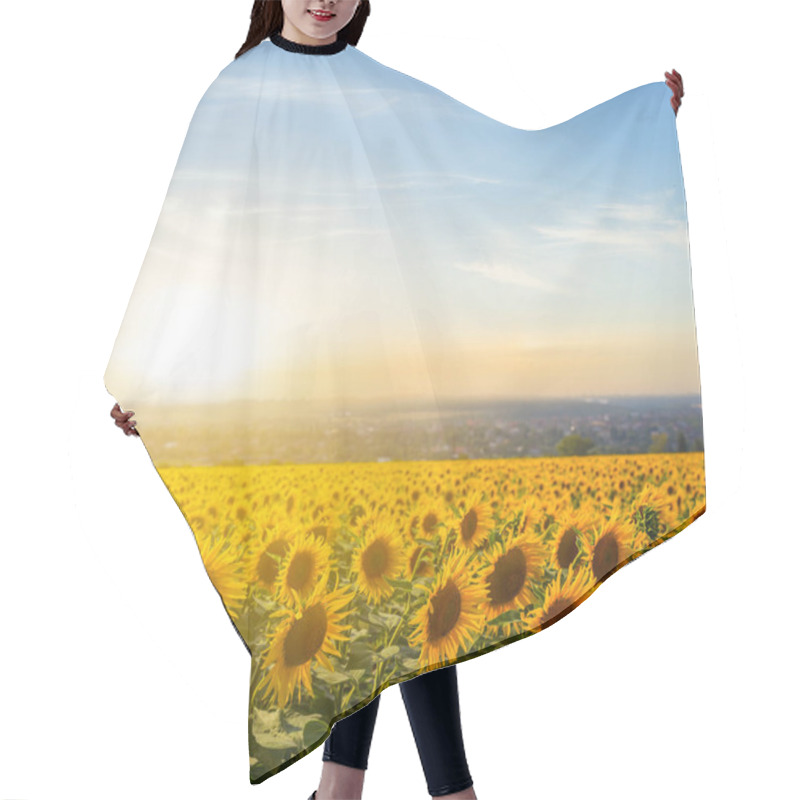 Personality  Golden Sunflower Field At The Sunset Hair Cutting Cape