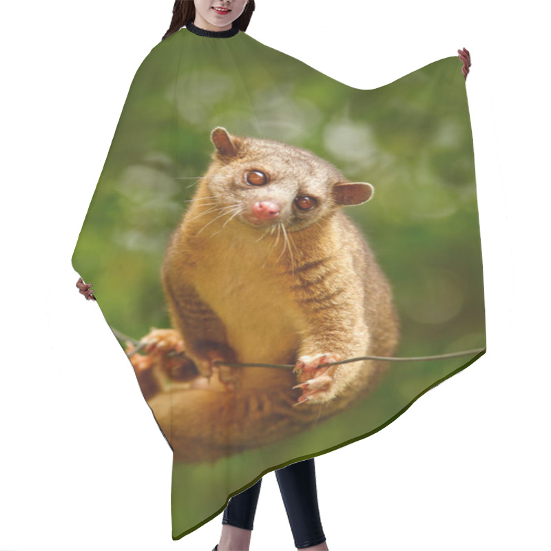 Personality   Wild Kinkajou On Rope Hair Cutting Cape