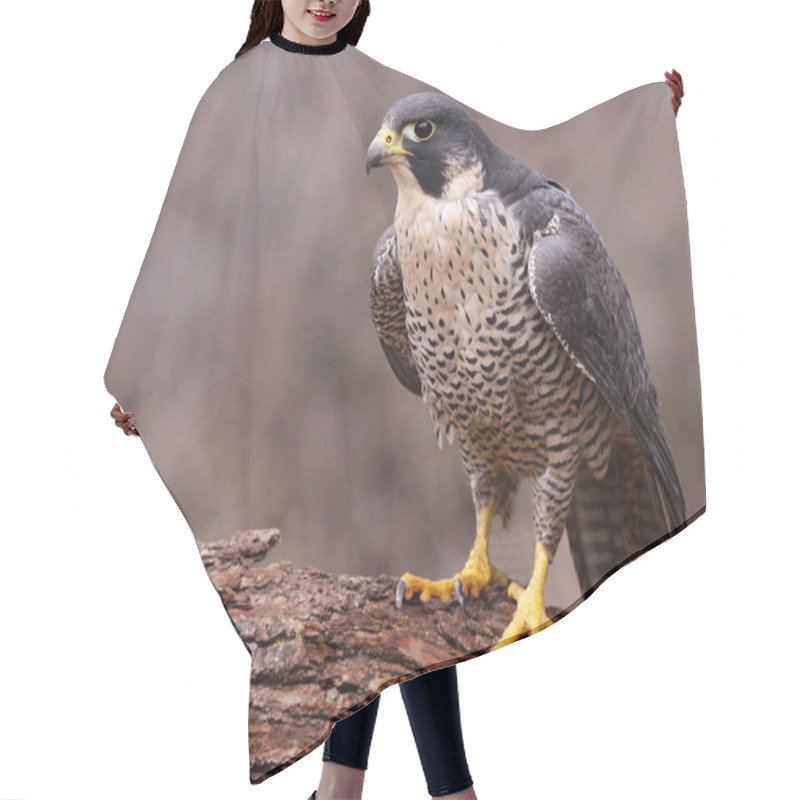 Personality  Angry Peregrine Falcon Hair Cutting Cape