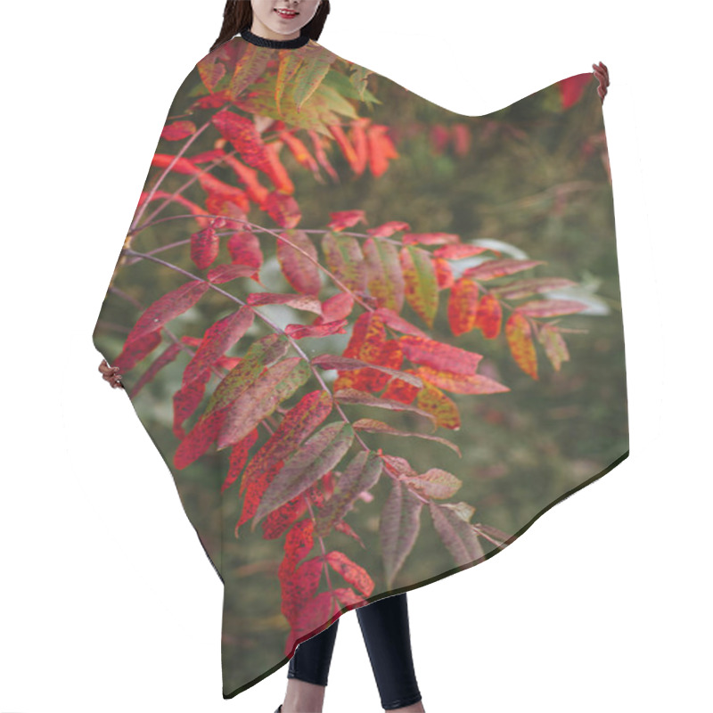 Personality  Branch Of Autumn Leaves With Red, Orange, And Green Hues, Outdoors Hair Cutting Cape