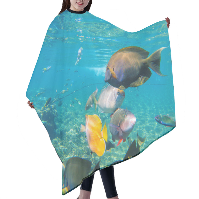 Personality  Underwater Landscape With Diverse Coral Fishes. Hair Cutting Cape