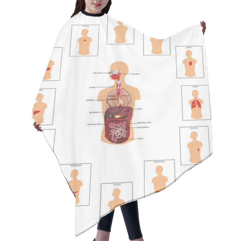 Personality  Human Anatomy, Huge Collection Hair Cutting Cape