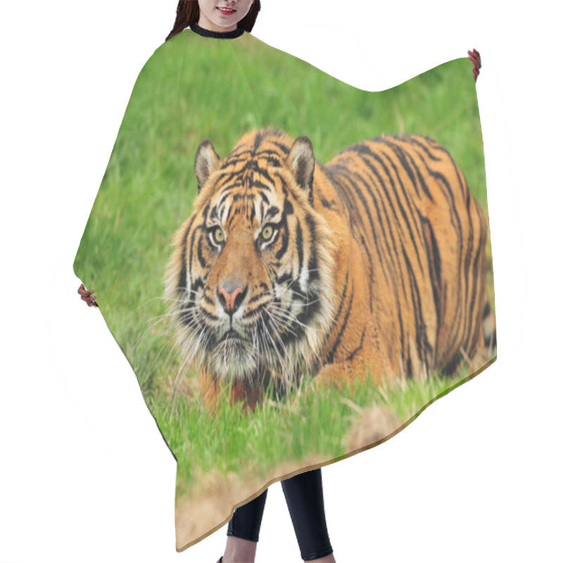 Personality  Sumatran Tiger Hunting Hair Cutting Cape