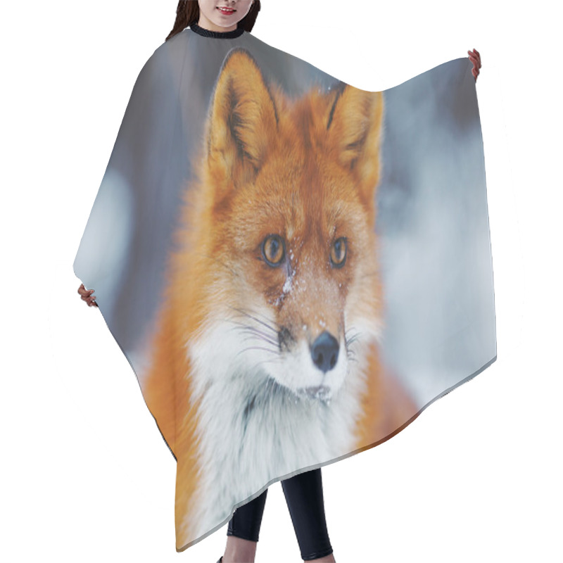 Personality  Portrait Of Nice Red Fox In Winter Forest  Hair Cutting Cape