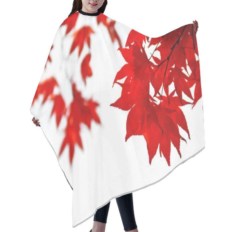 Personality  Red Fall Leaves Of Japanese Maple Isolated On White Background Hair Cutting Cape