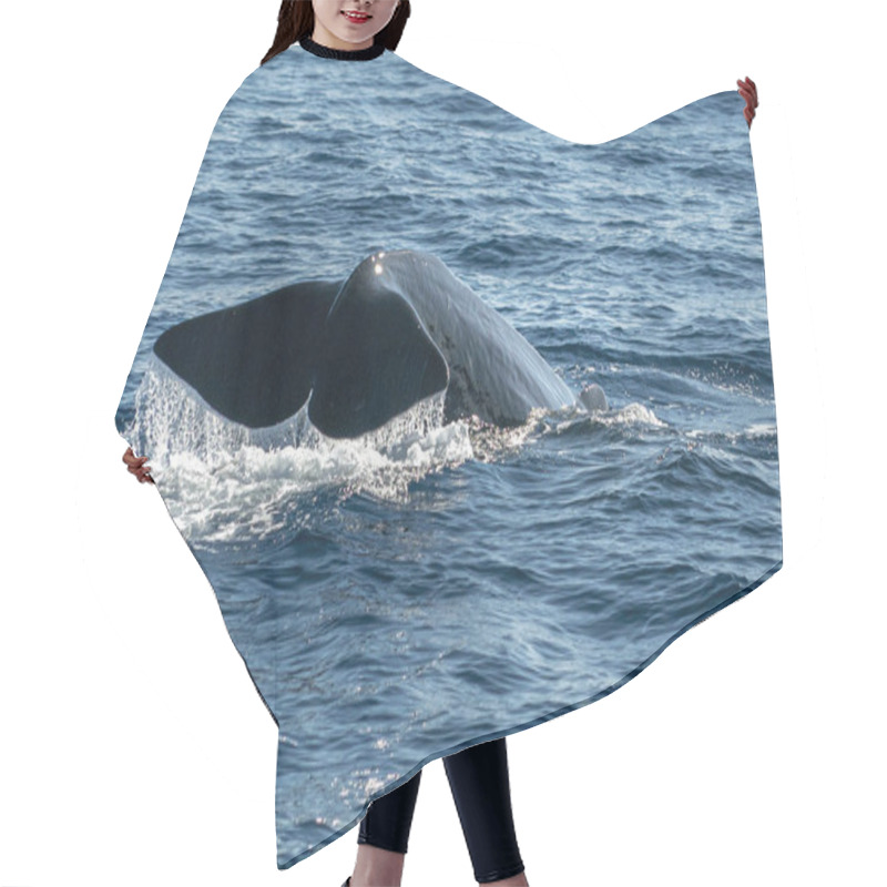 Personality  Sperm Whale Tail While Going Down At Sunset Close Up Hair Cutting Cape