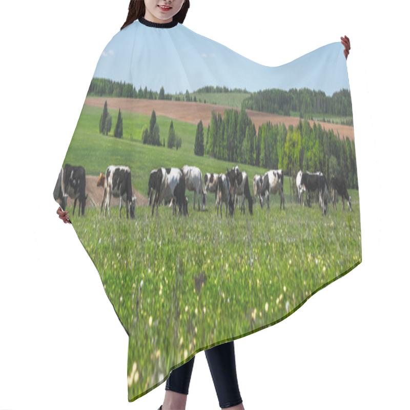 Personality  Cows Grazing On The Meadow  Hair Cutting Cape