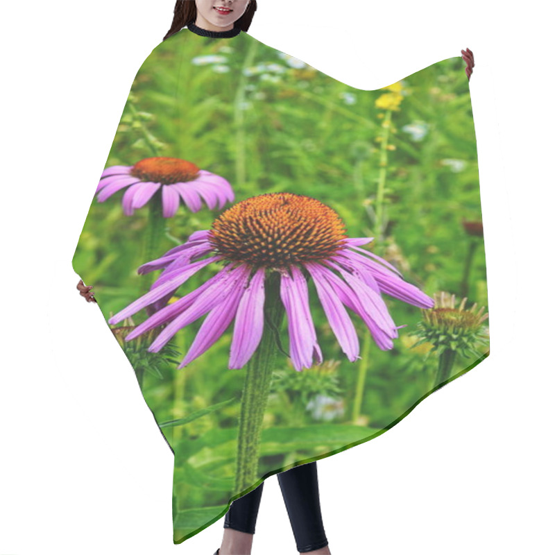 Personality  Echinacea Purpurea Maxima In A Garden Hair Cutting Cape