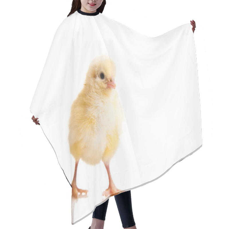 Personality  Little Chicken Animal Isolated On White Hair Cutting Cape