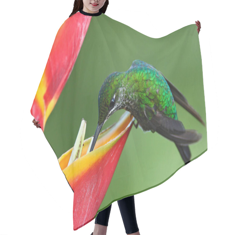 Personality  Hummingbird Feeding Nectar Hair Cutting Cape