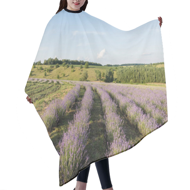 Personality  Lavender Bushes Blooming In Meadow In Summer Hair Cutting Cape