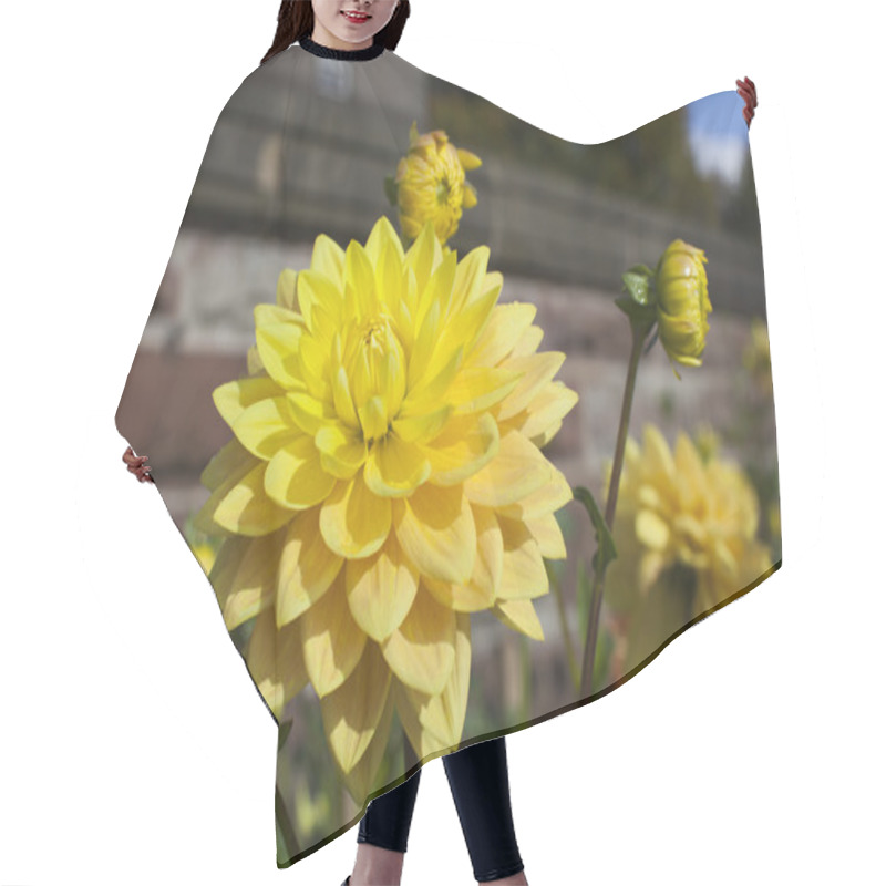 Personality  Dahlias In A Garden Hair Cutting Cape