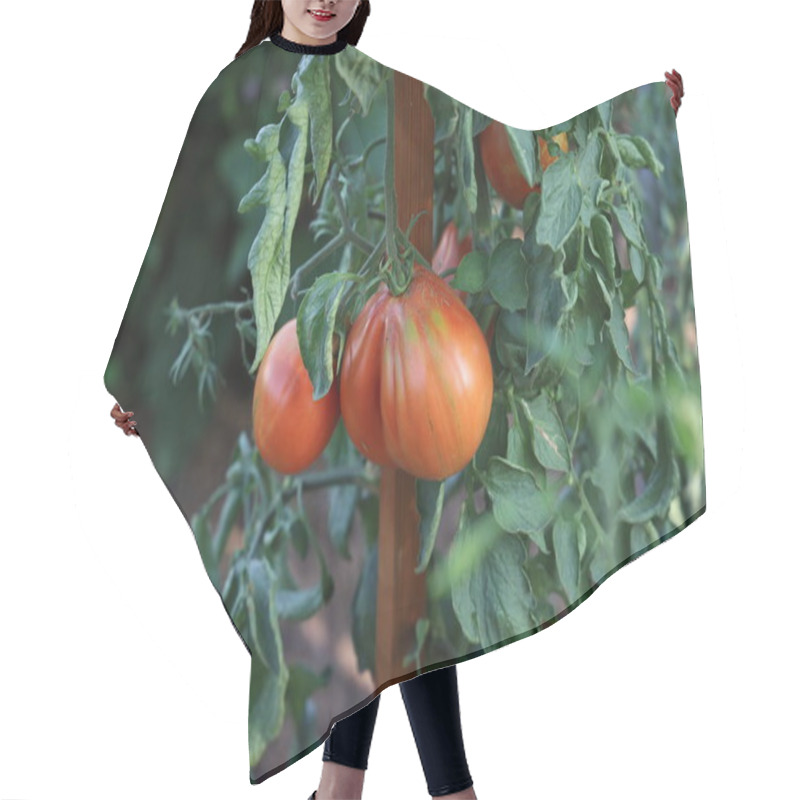 Personality  Ripe Tomatoes In The Garden. Hair Cutting Cape