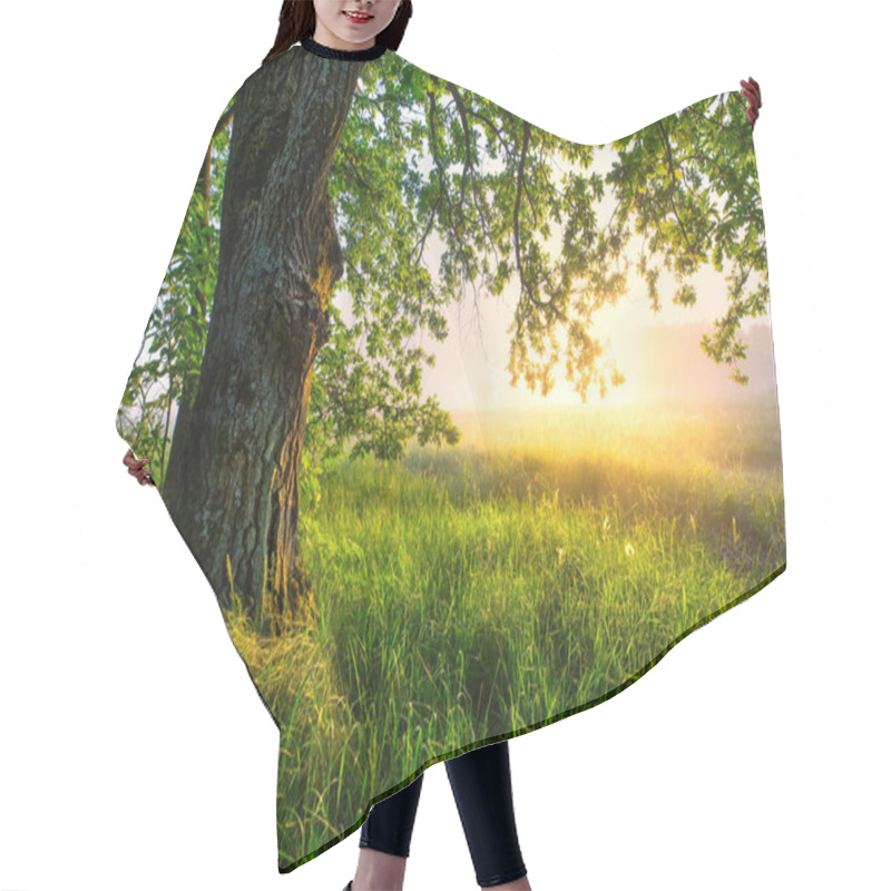 Personality  Green Oak Tree In The Morning. Huge Oak On Foggy Sunny Background. Amazing Summer Landscape. Green Grass And Leaves In Morning Sunlight. Summer Scene With Copy Space. Hair Cutting Cape