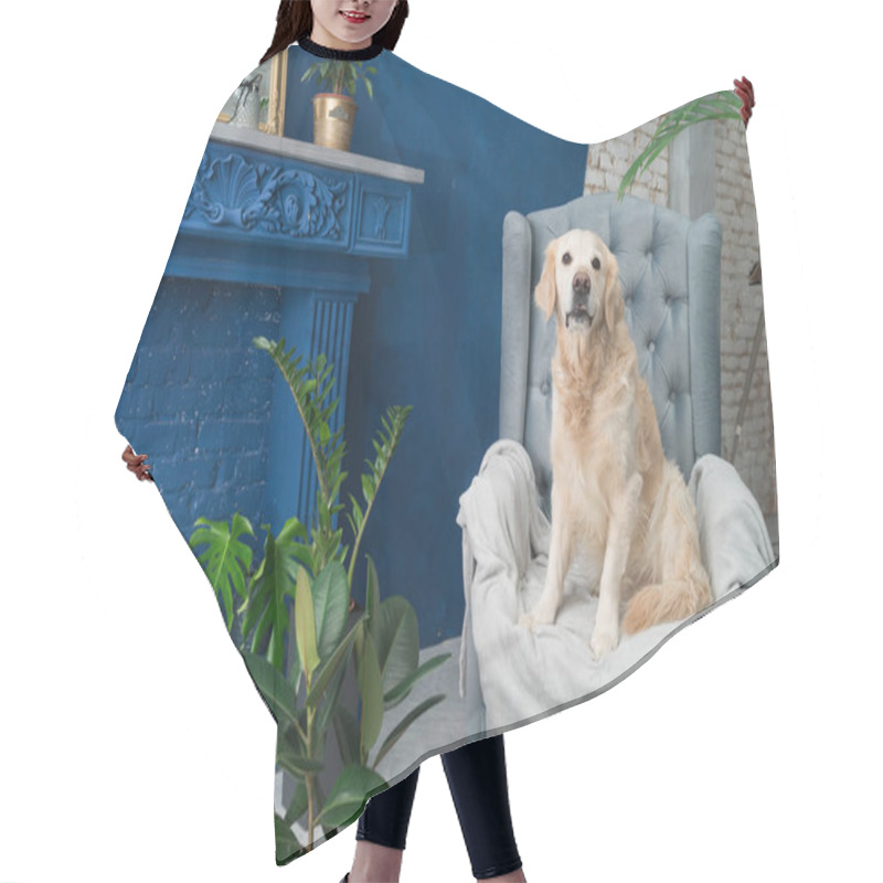 Personality  Golden Retriever Pure Breed Puppy Dog On Gray Armchair In House Or Hotel Lobby. Classic Style With Green Plants Cement Blue Brick Fairplace Walls Living Room Interior Art Deco Apartment. Pets Friendly Concept. Hair Cutting Cape