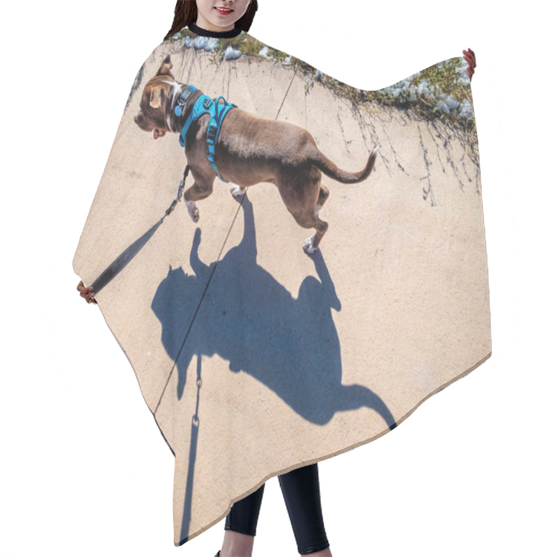 Personality  Pit Bull Terrier Dog In No Pull Harness Walking Or Running On A Bike Trail - Top View With A Strong Shadow Hair Cutting Cape