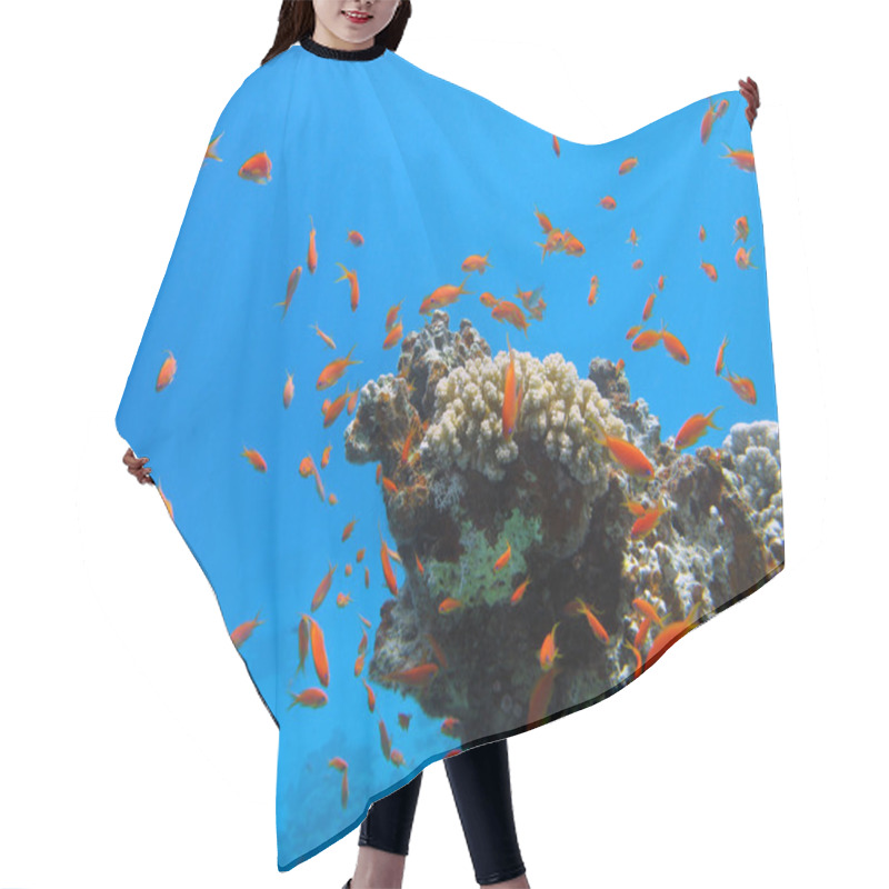 Personality  Coral Reef With Fishes Hair Cutting Cape