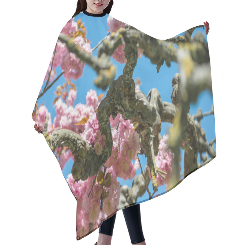 Personality  Branches Of Sakura Tree With Pink Flowers Against Bright Blue Sky Hair Cutting Cape