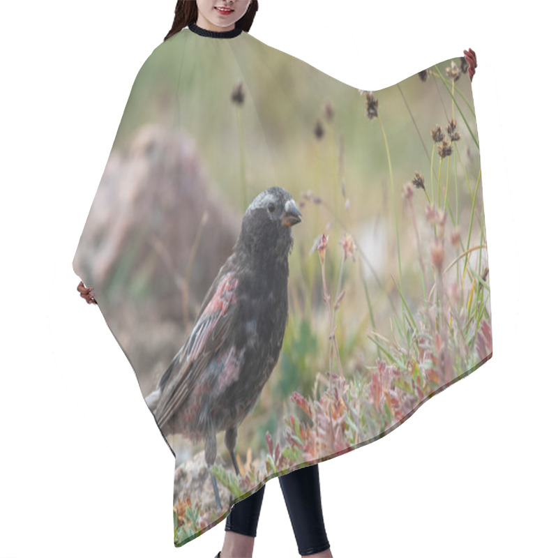 Personality  Black Rosy-finch Sitting In A Meadow  Hair Cutting Cape