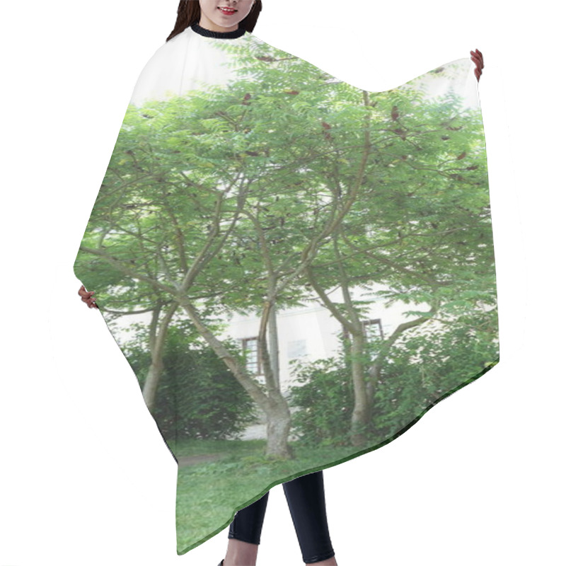 Personality  Lush Green Tree With Clusters Of Reddish-brown Seed Pods In A Sunny Garden. Hair Cutting Cape