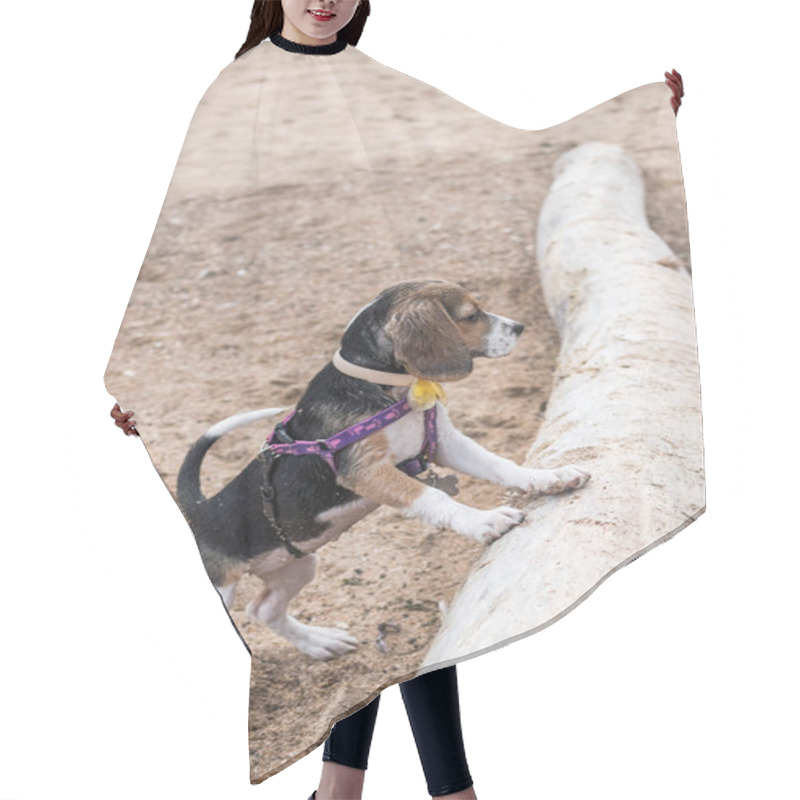 Personality  Small Dog, Beagle Puppy Playing On The Sanur Beach Of Tropical Island Bali, Indonesia. Hair Cutting Cape