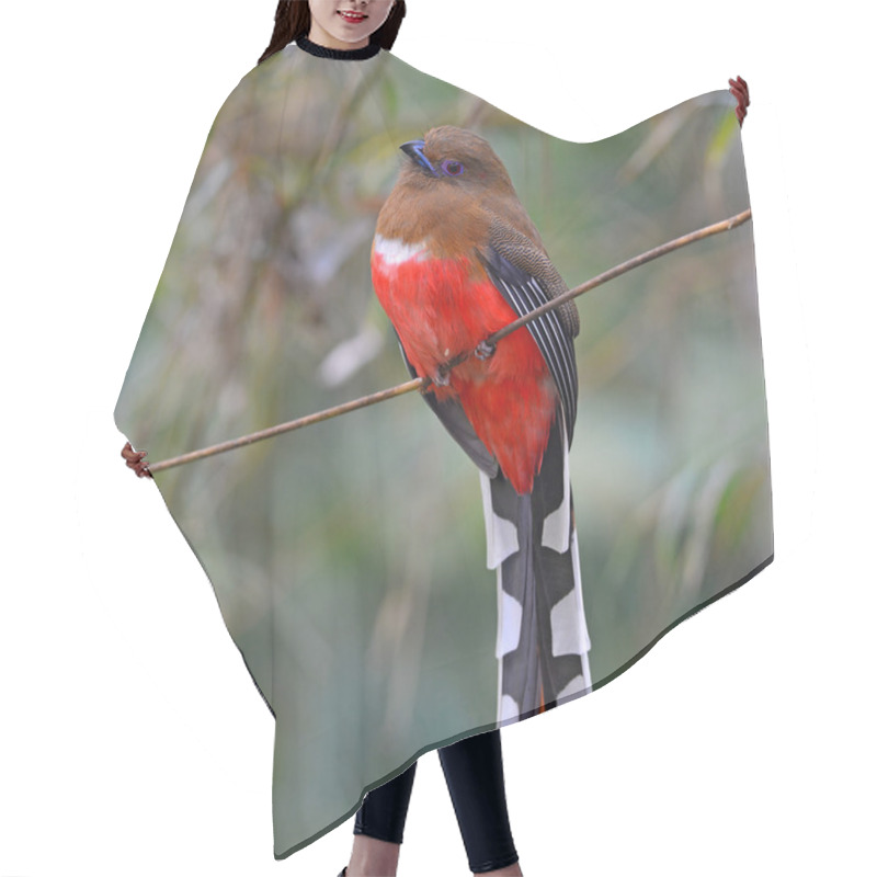 Personality   Red-headed Trogon Bird Hair Cutting Cape