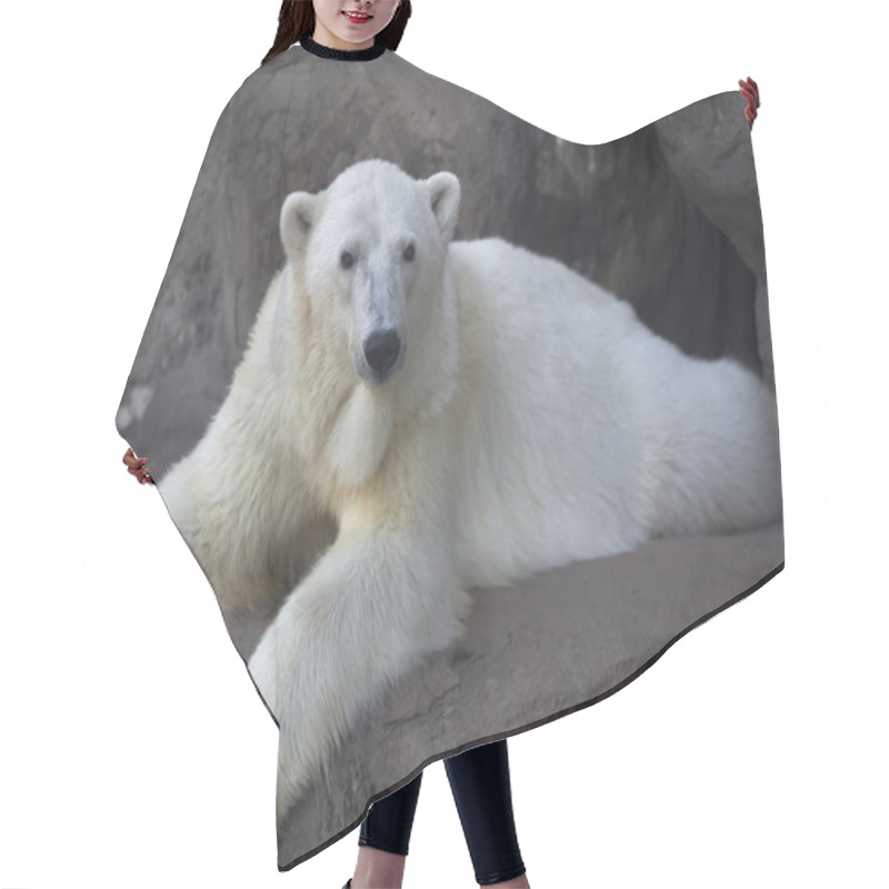 Personality  Engaged Look Of A Polar Bear Female, Resting With An Elegant Pose. Hair Cutting Cape