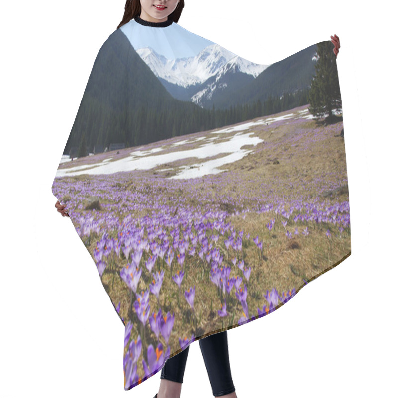 Personality  Crocuses In Chocholowska Valley, Tatra Mountain, Poland Hair Cutting Cape